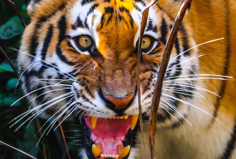 agressive tiger