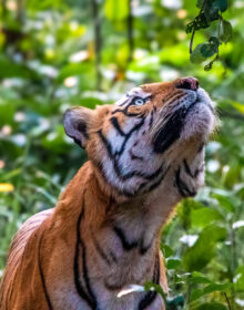 Bardia Bengal Tiger