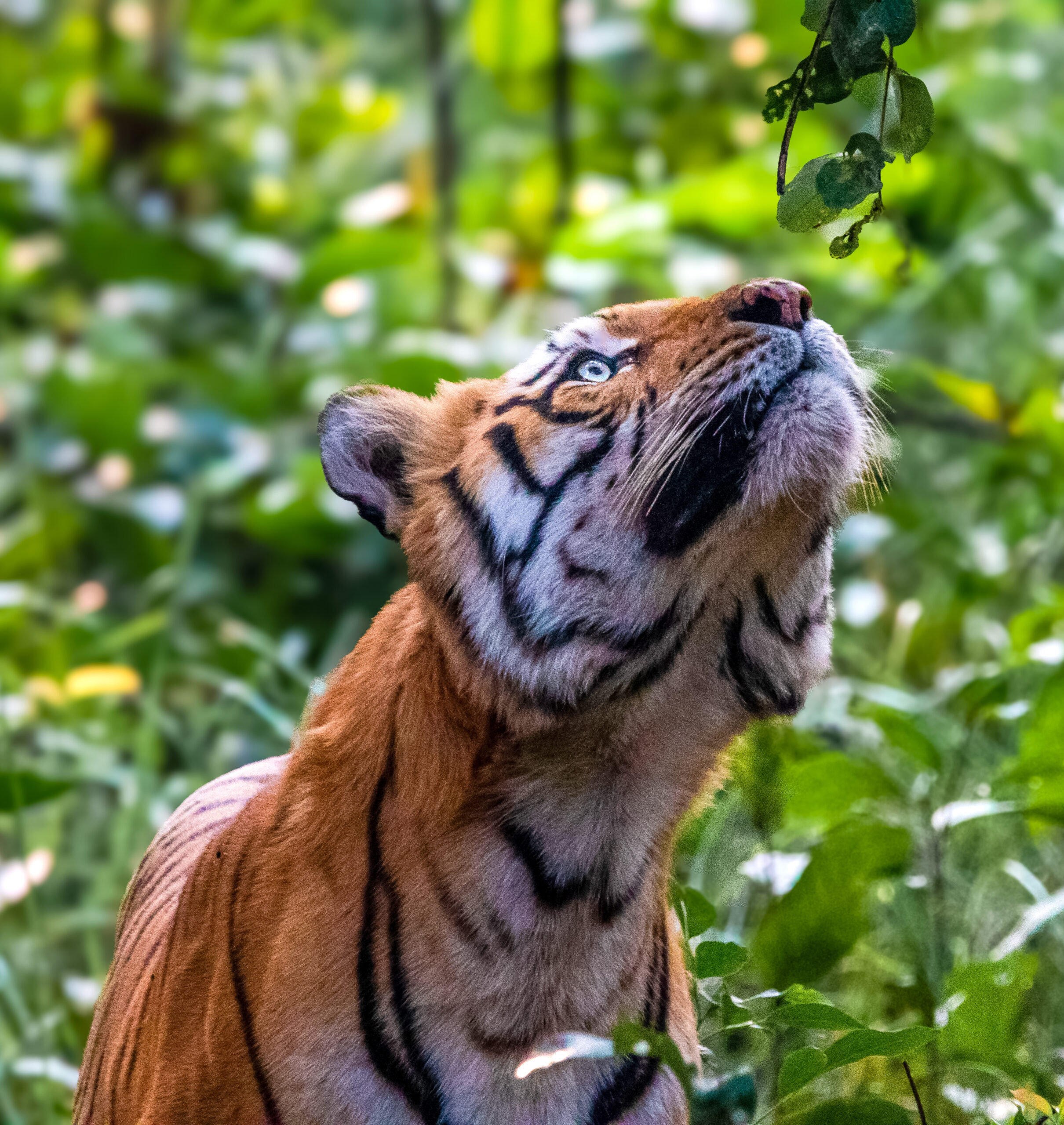 Bardia Bengal Tiger