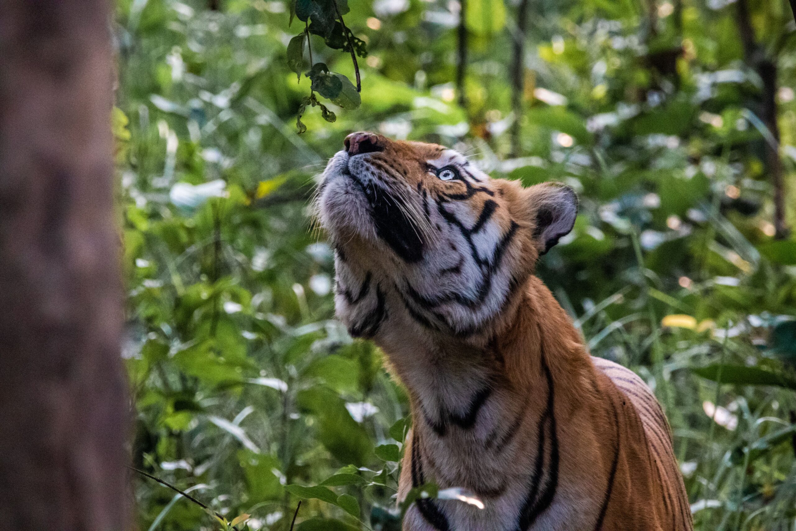 Bengal Tiger in the jungle