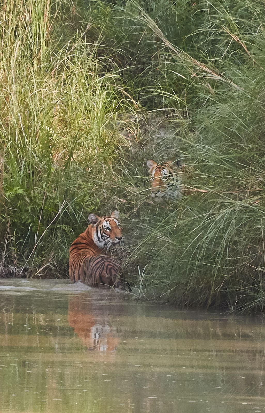 2 tigers sitting in the water