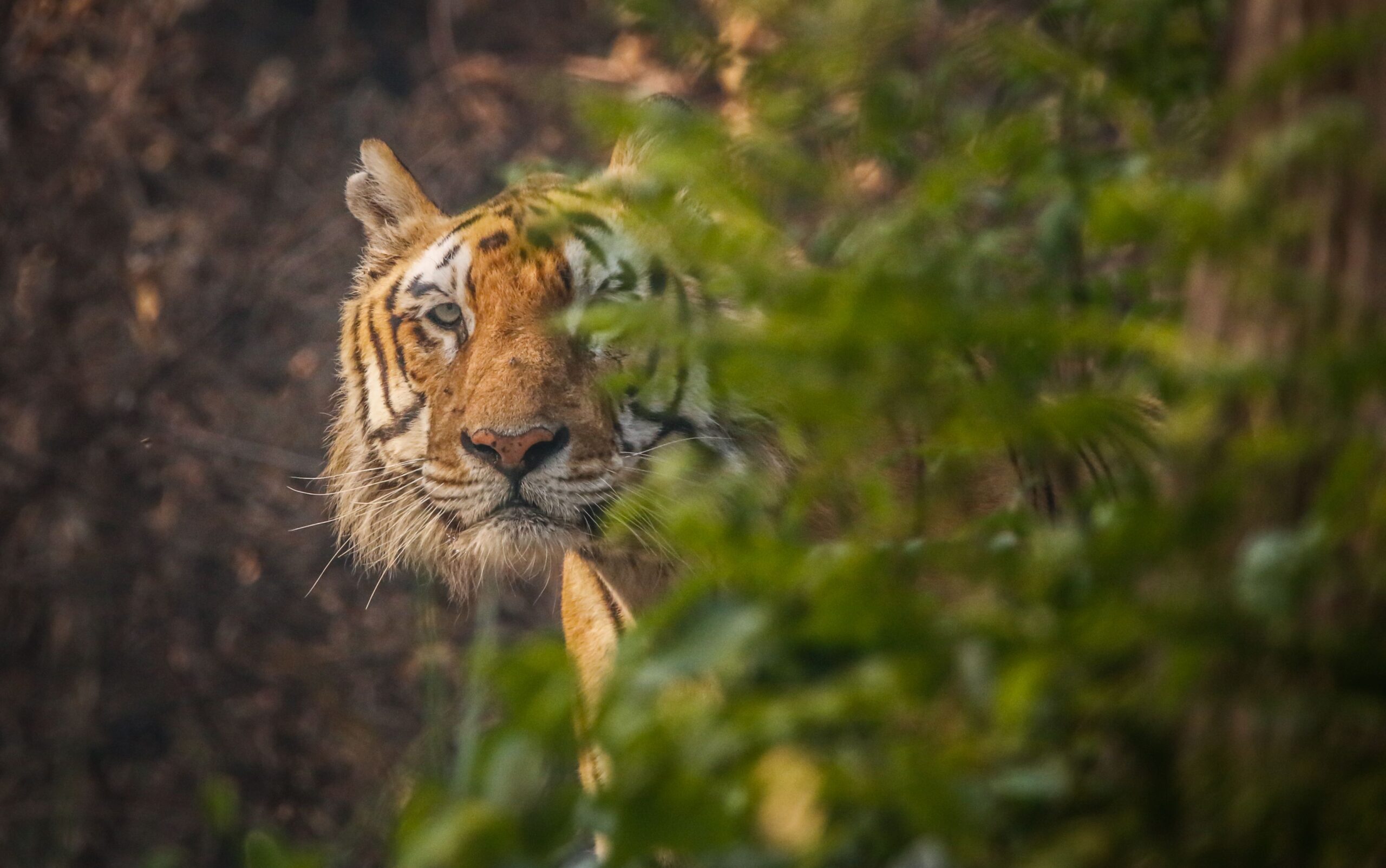 Tiger looking at the camera