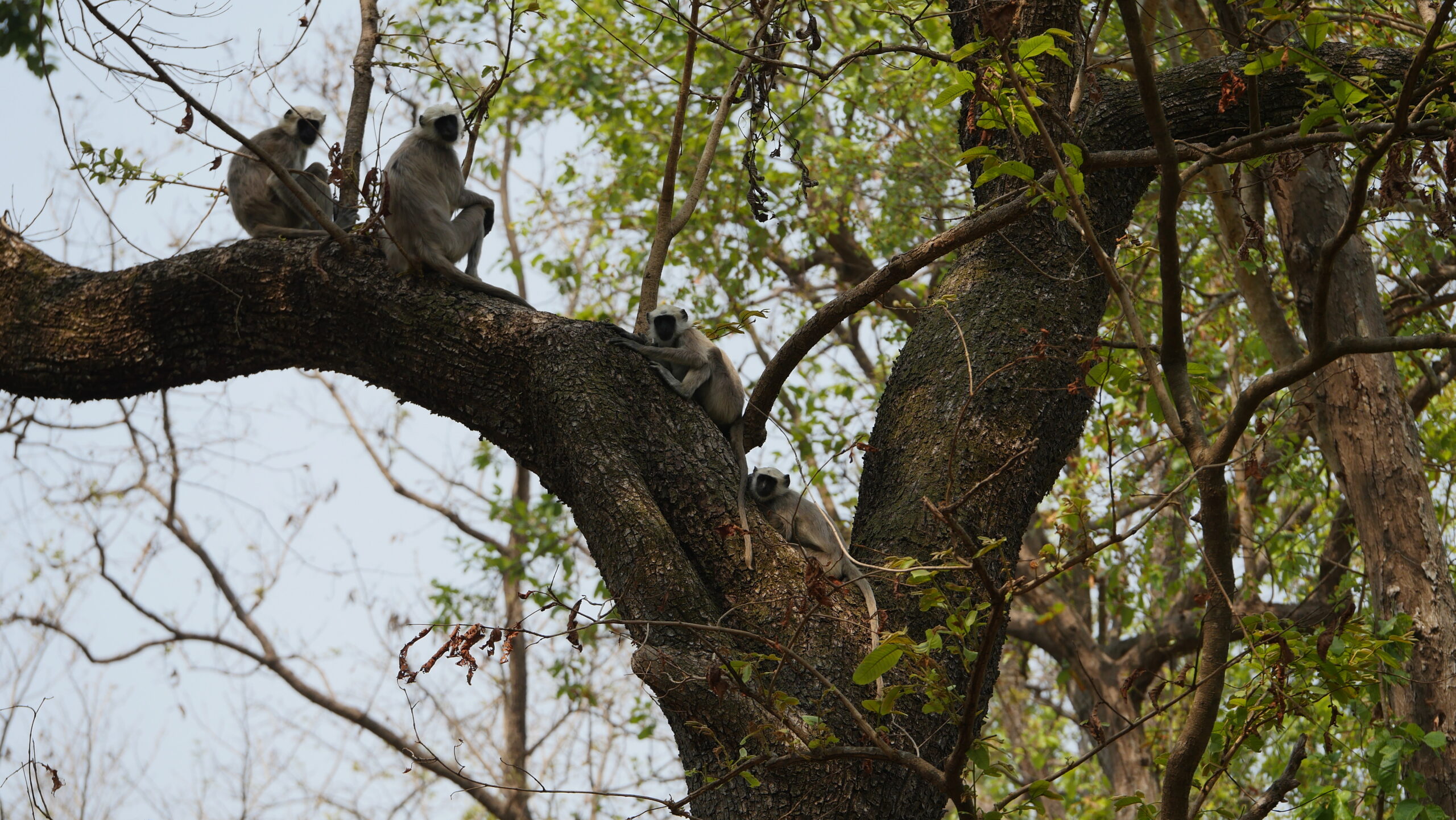 Monkey family in Bardia National Park