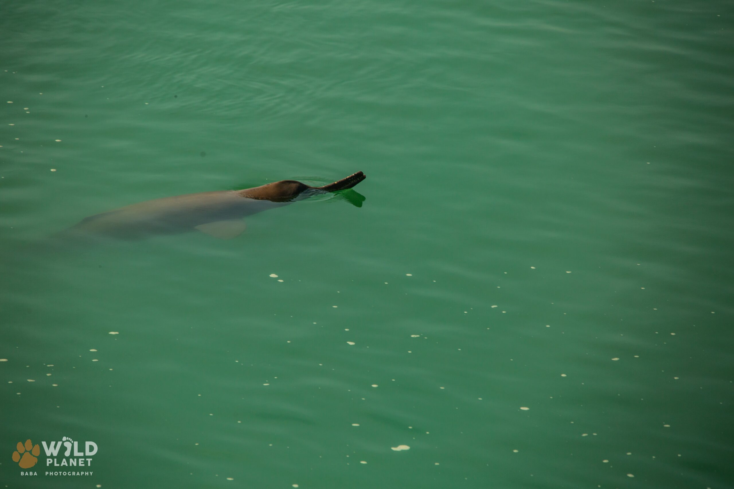 Gangetic dolphin