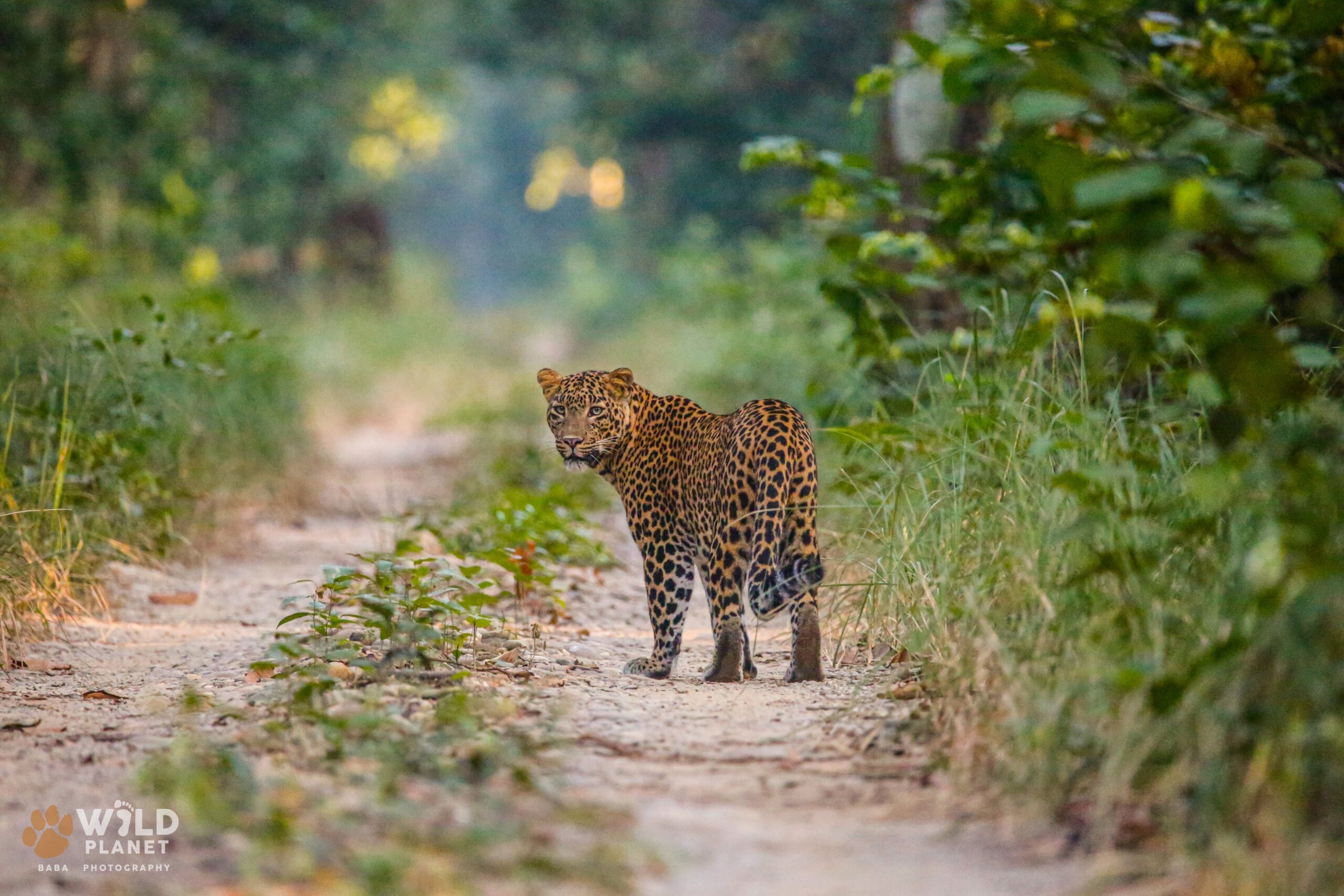 leopard in the middle of a road