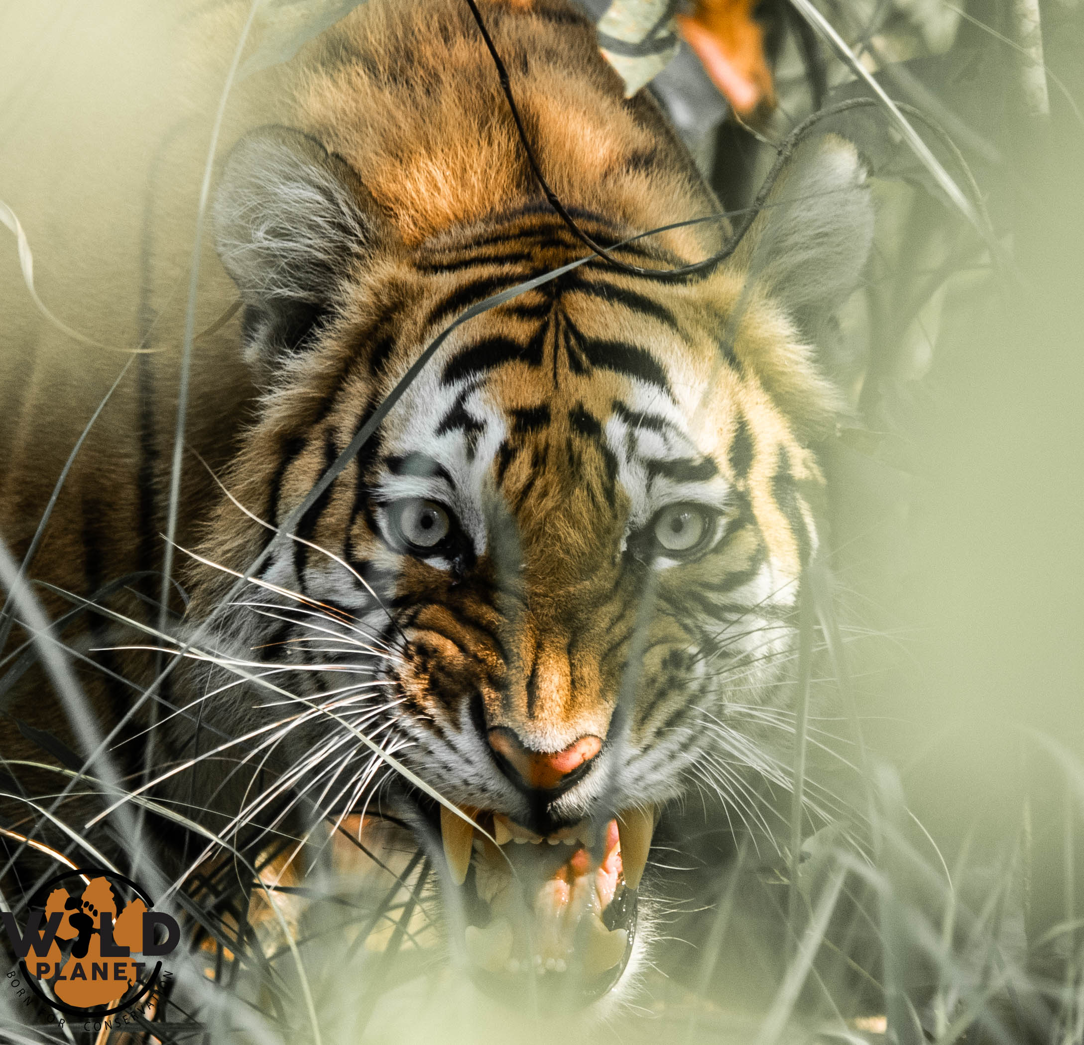 Bardia national park