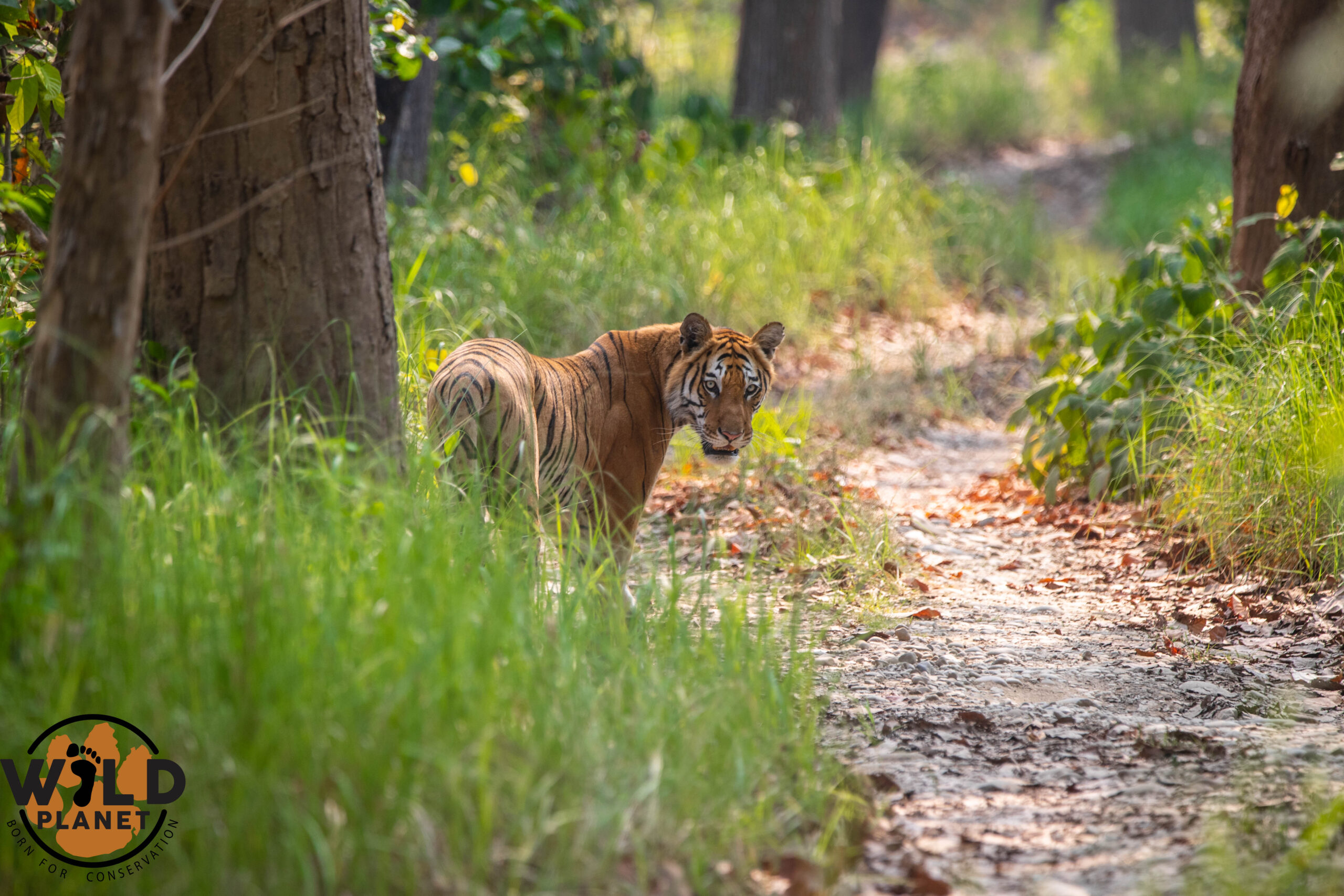 tiger in walking safari