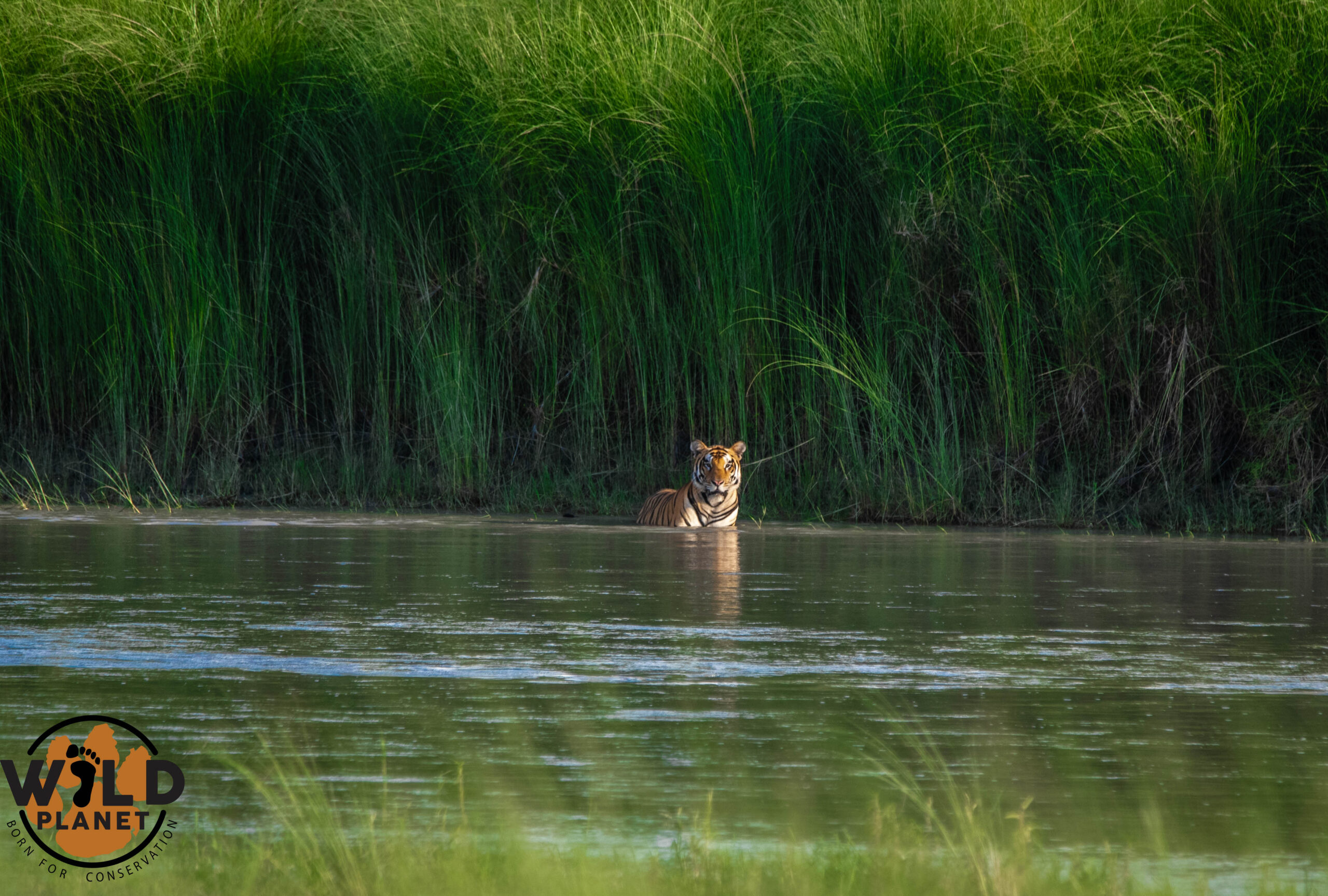 Wild Bengal tiger at Tiger Island, Khata Corridor Community Forest, Bardiya, Nepal