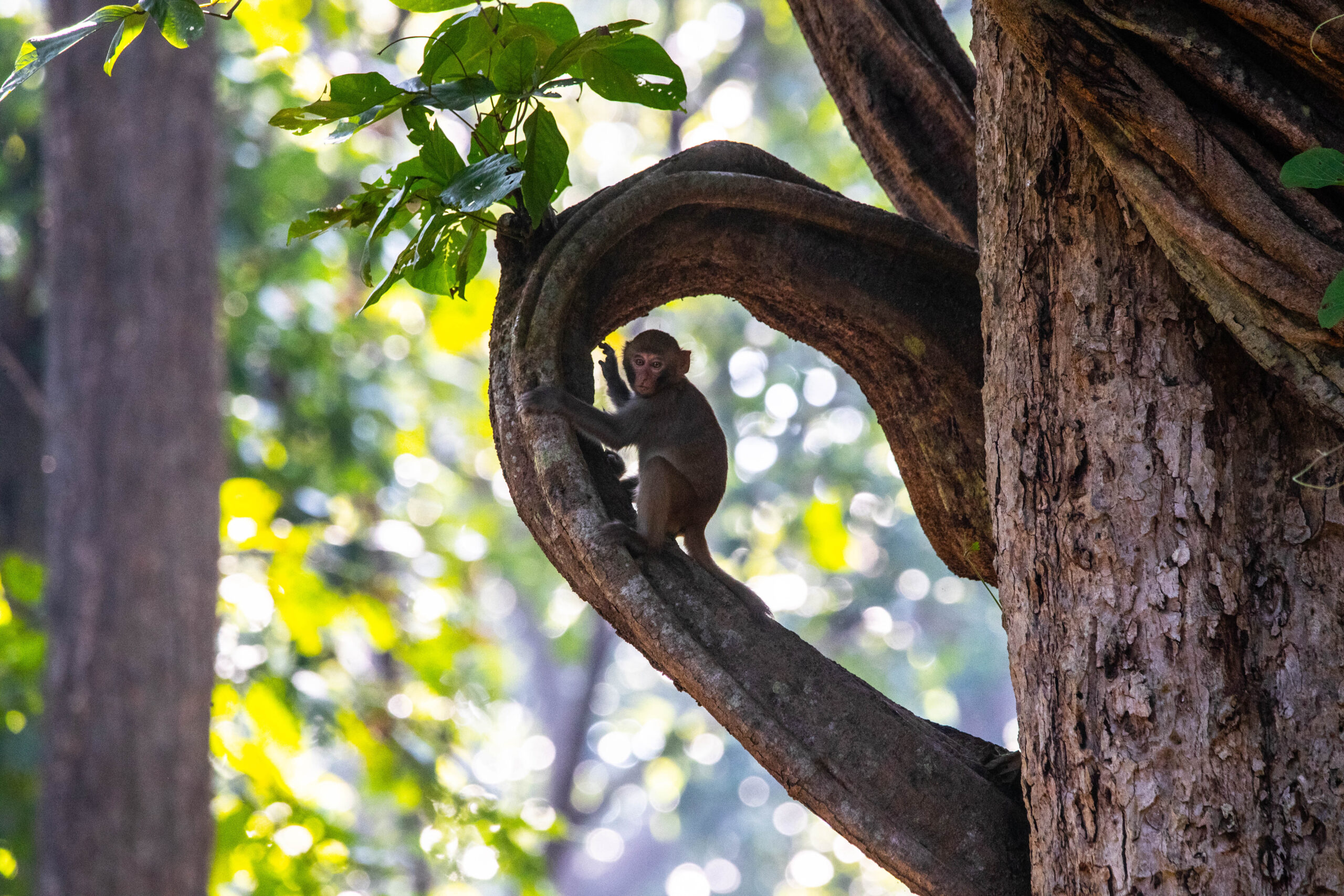 Wild langur monkey sitting on a tree branch in Bardia National Park, Nepal, captured during wildlife safari.