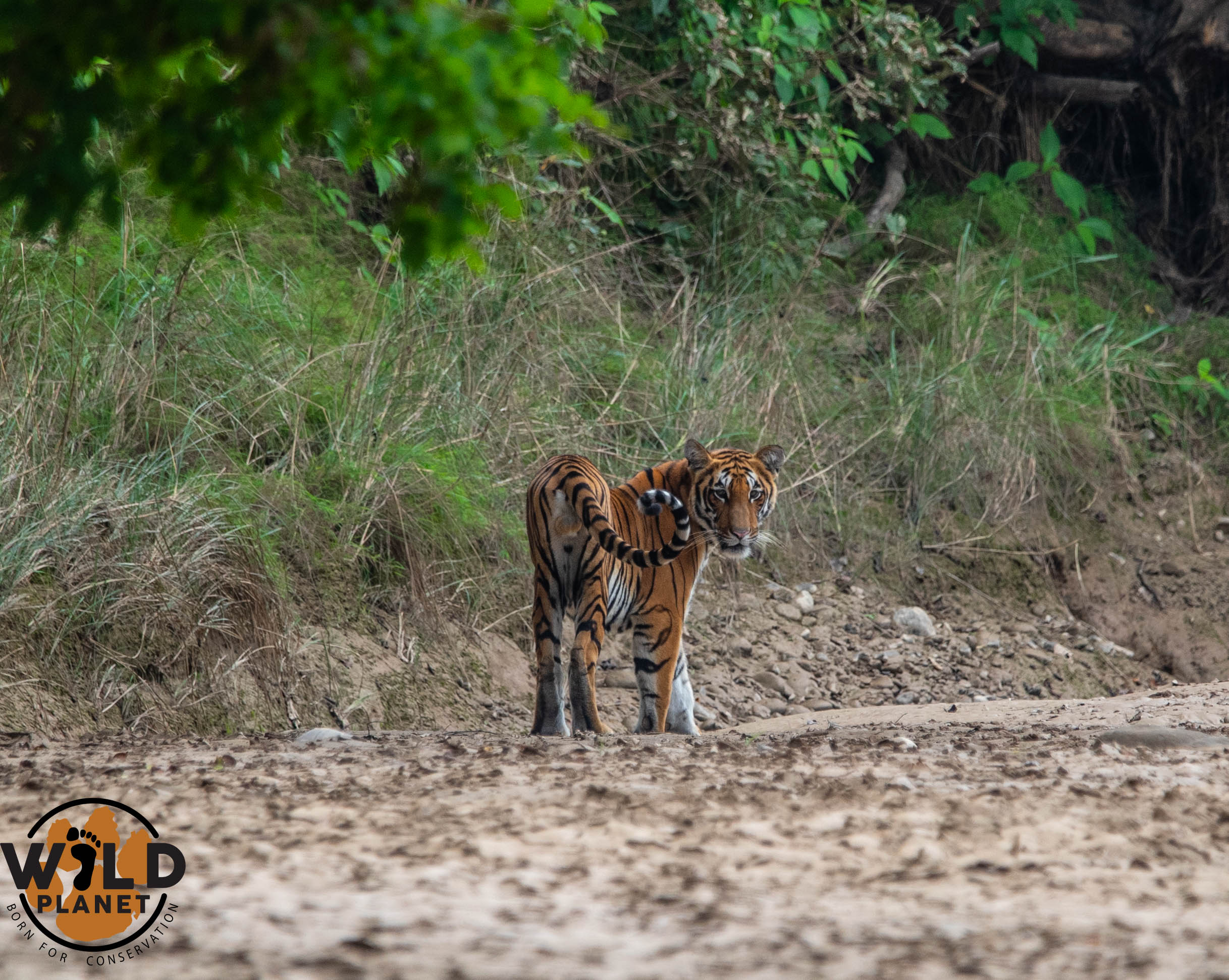 A rare tiger sighting in the foggy winter jungle of Bardia National Park, Nepal.