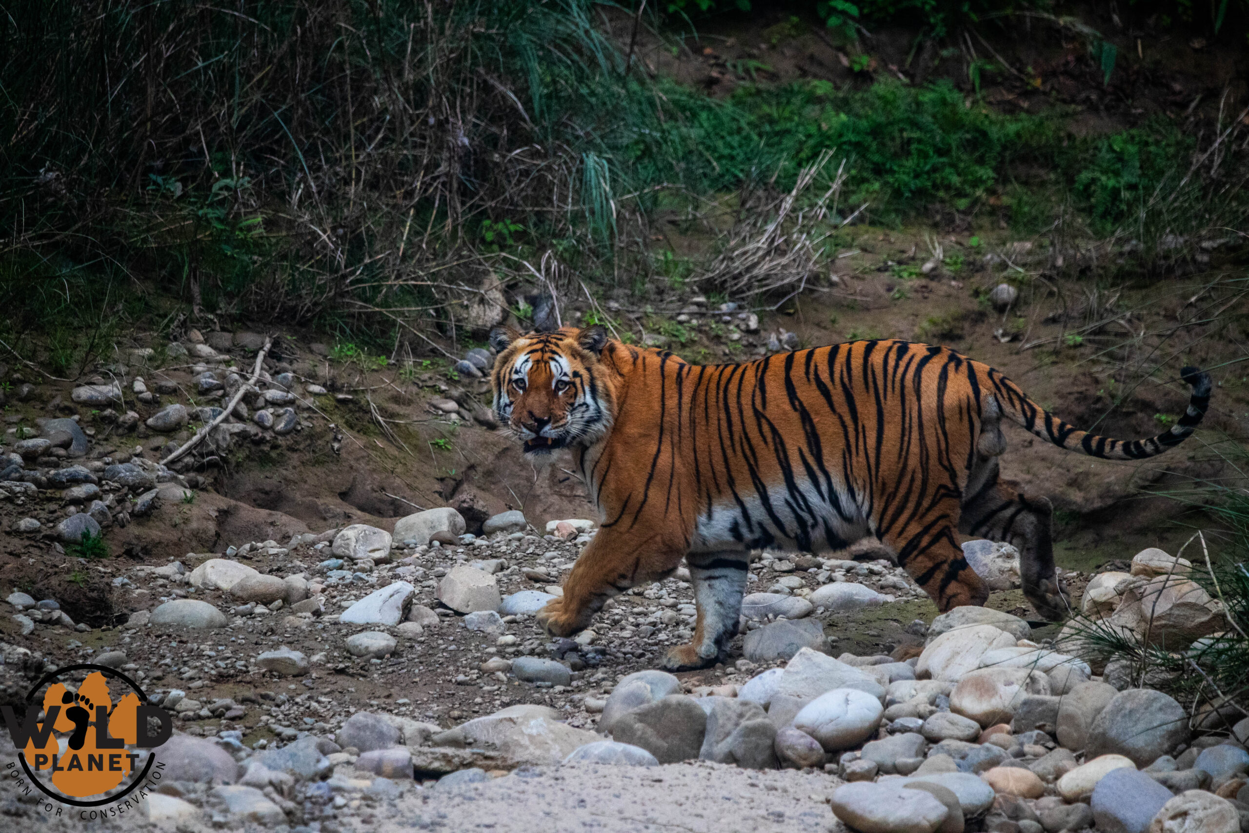 Bengal tiger in Bardia National Park forest