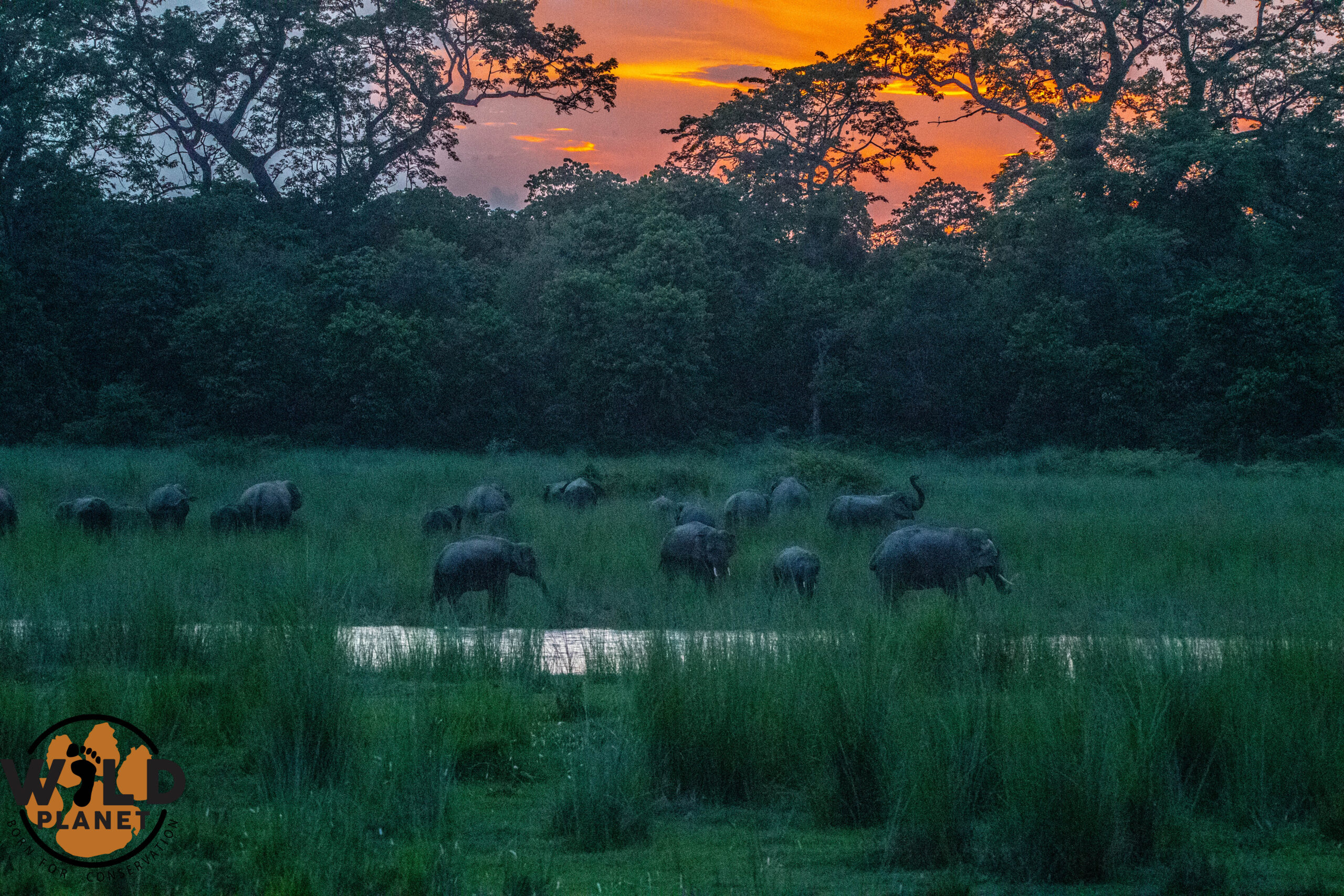 Wild Asian elephant at sunset in Tiger Island, Khata Corridor Community Forest, Bardiya, Nepal