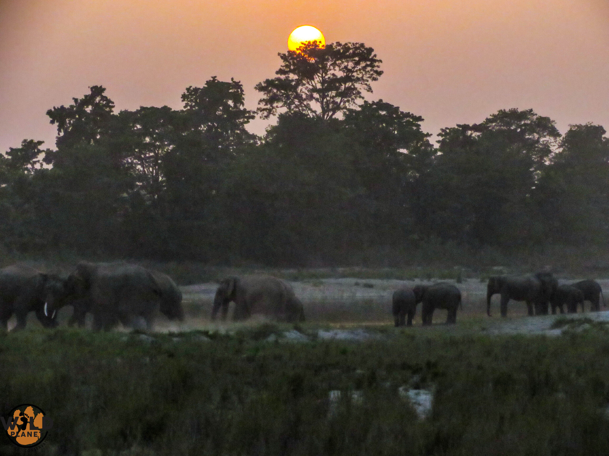 sunset with elephant at bardiya national park