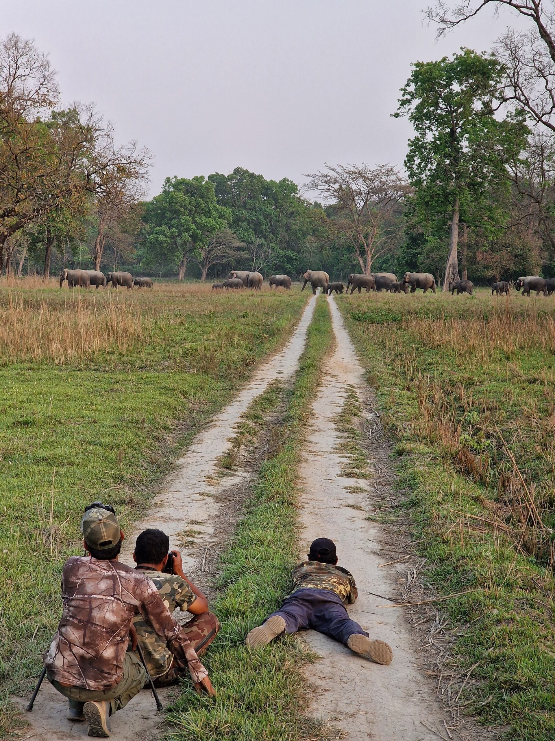 A herd of elephants crossing a grassland in Bardia National Park, Nepal, while wildlife photographers lie quietly on a jungle track capturing natural behavior during a safari